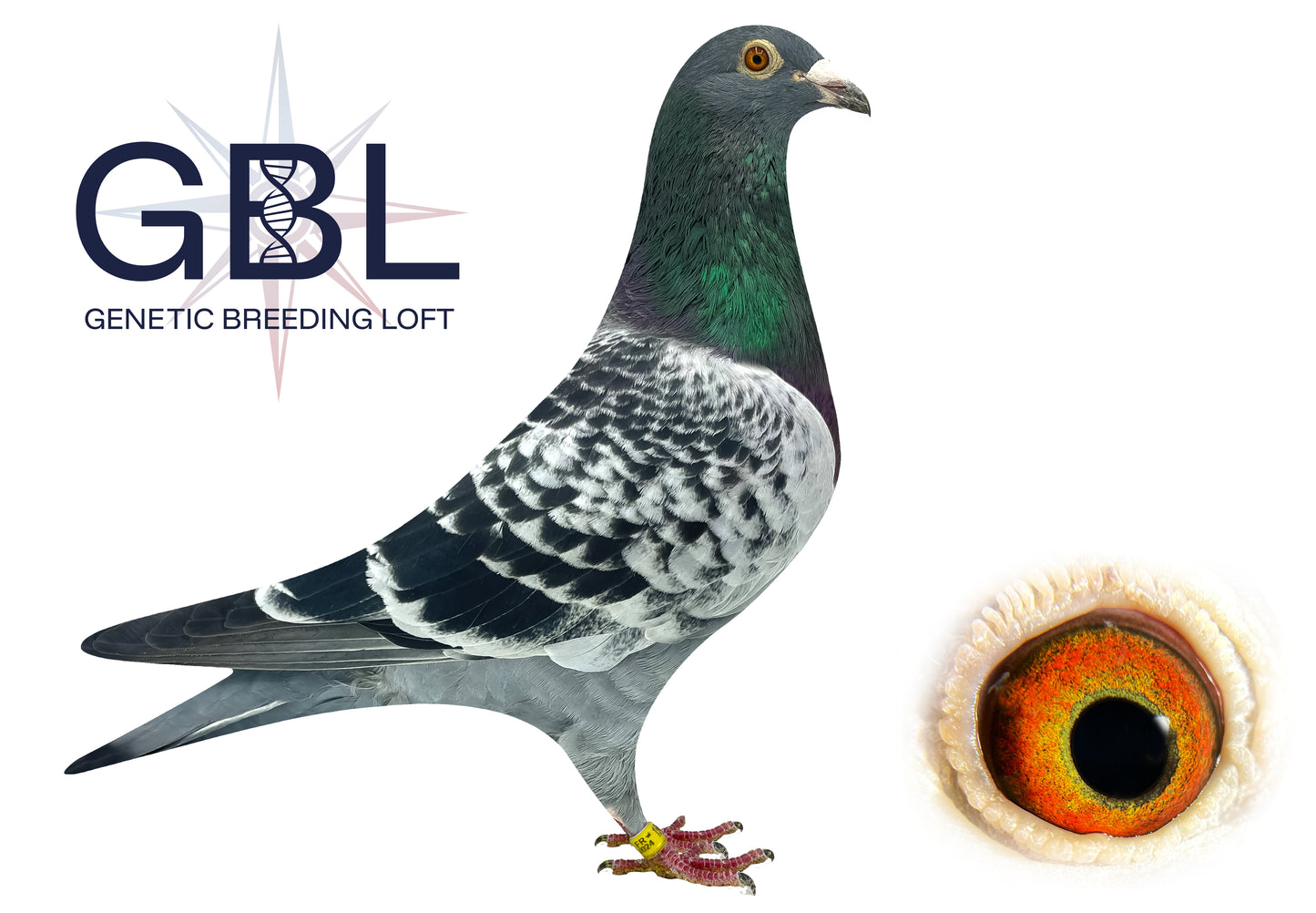 PIGEONNEAU "Consanguin" Père/Fille issu frère 8AS Loft Pirate