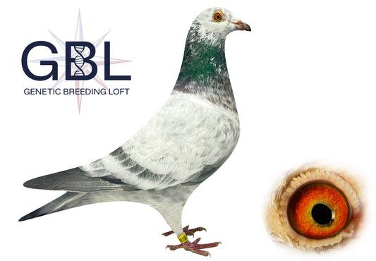 PIGEONNEAU "Consanguin" Père/Fille  issu du Frère 1er FINALE One loft Plume