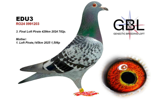 PIGEONNEAU "Consanguin" Mère/Fils  issu de 3ème FINALE loft Pirate